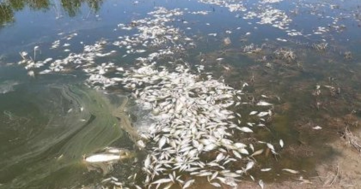 Каспий жағалауында мыңдаған балық өлексесі жиналып қалған