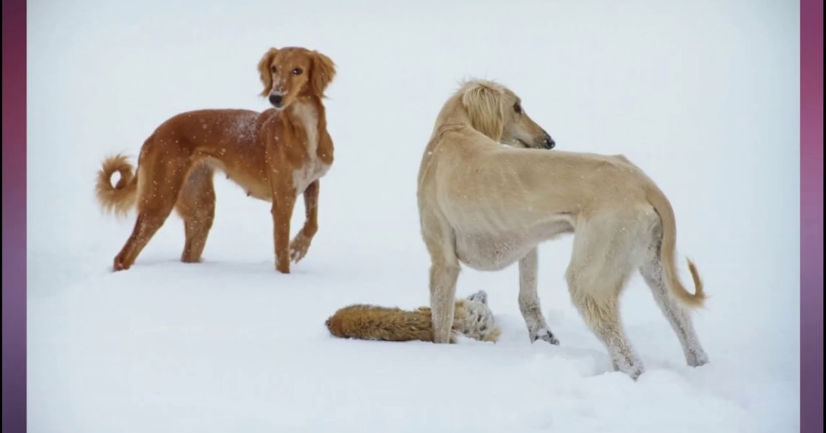 Тазы мен төбетті сақтау және қалпына келтіру туралы жеке заң әзірленеді