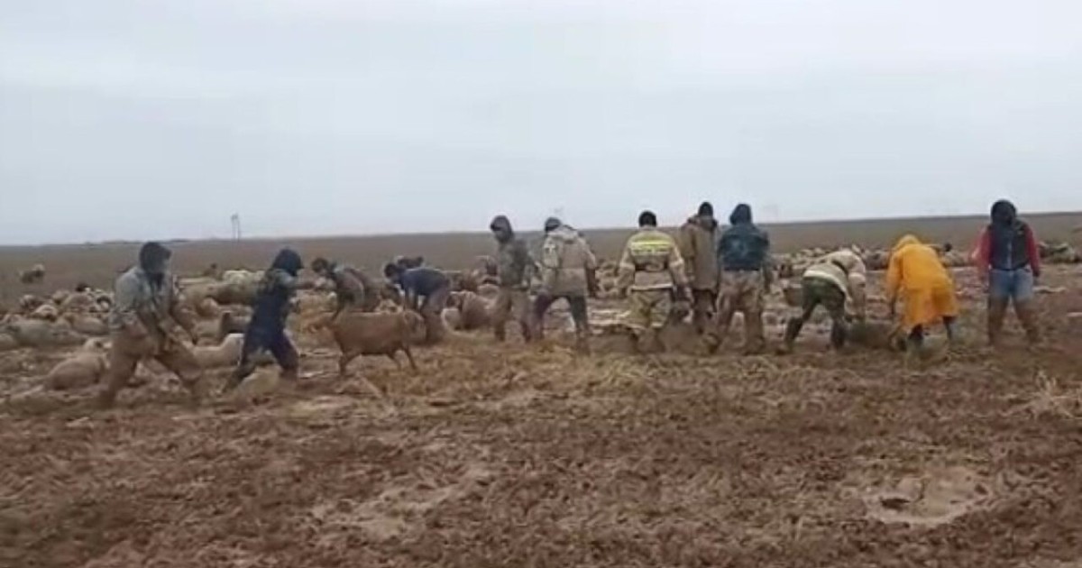 Алматы облысында 2 мың бас қой лайға батып қалған