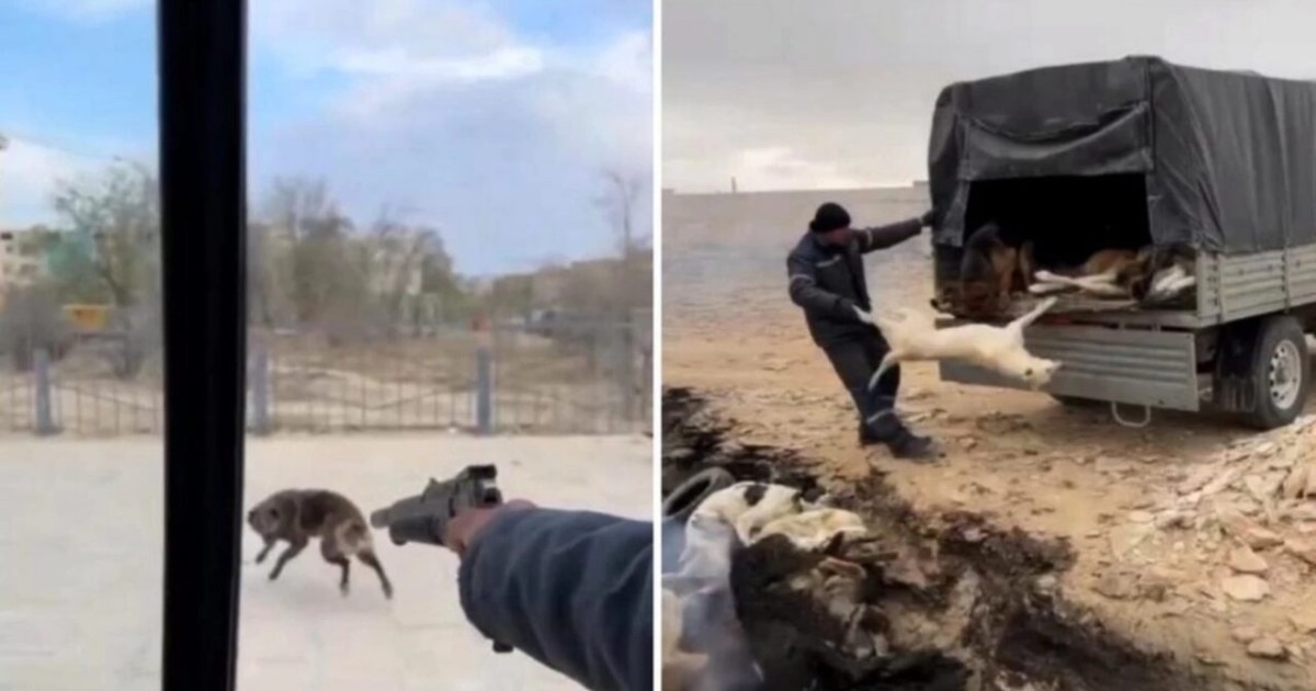 Желіде иттерді аяусыз атқан ер адамның видеосы тарады