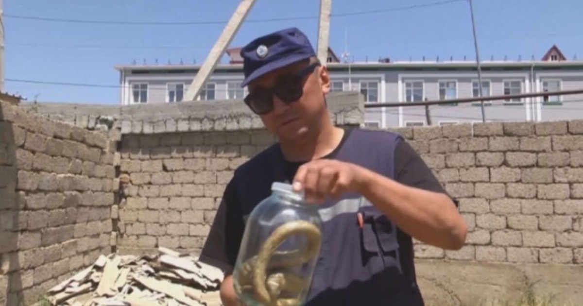 Шымкентте жыландар үйлерге шабуылдап жатыр