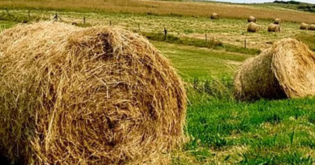Қай өңірлерге қысқы мал азығына қосымша субсидия беріледі