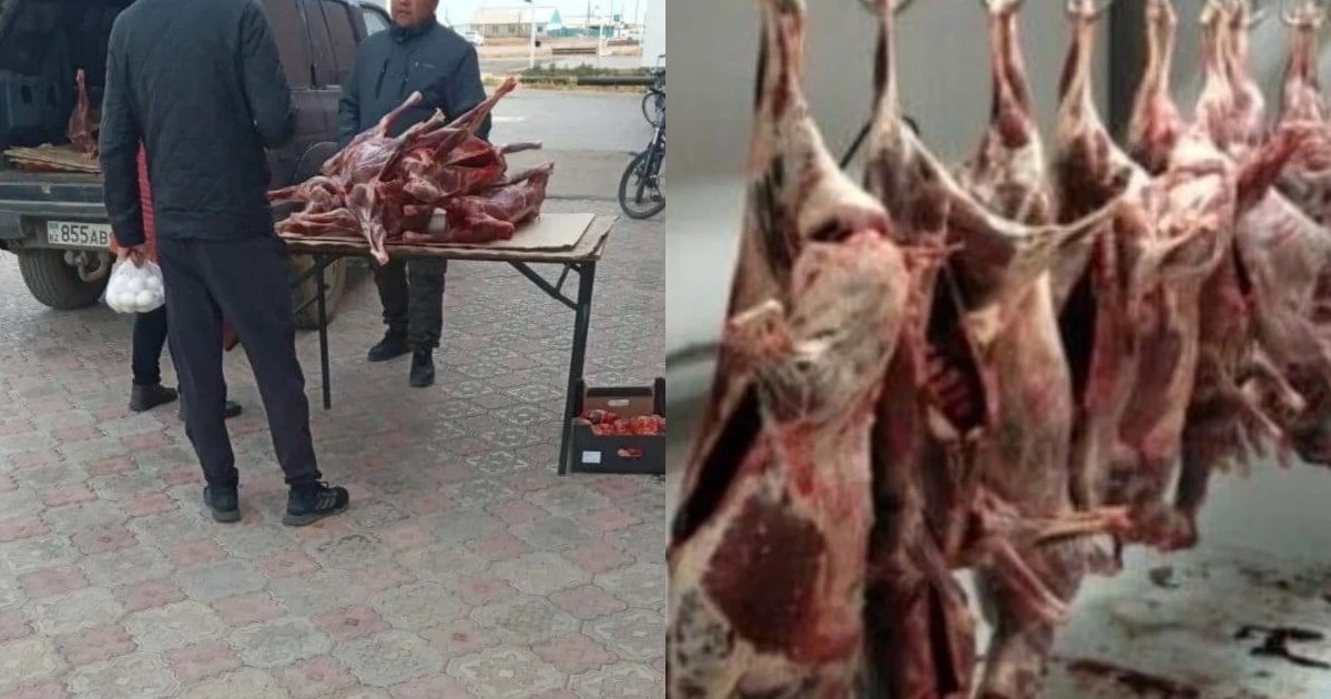 «Еті 800-1500 теңге аралығында»: БҚО-да белгісіз азаматтар ақбөкен етін сатпақшы болған