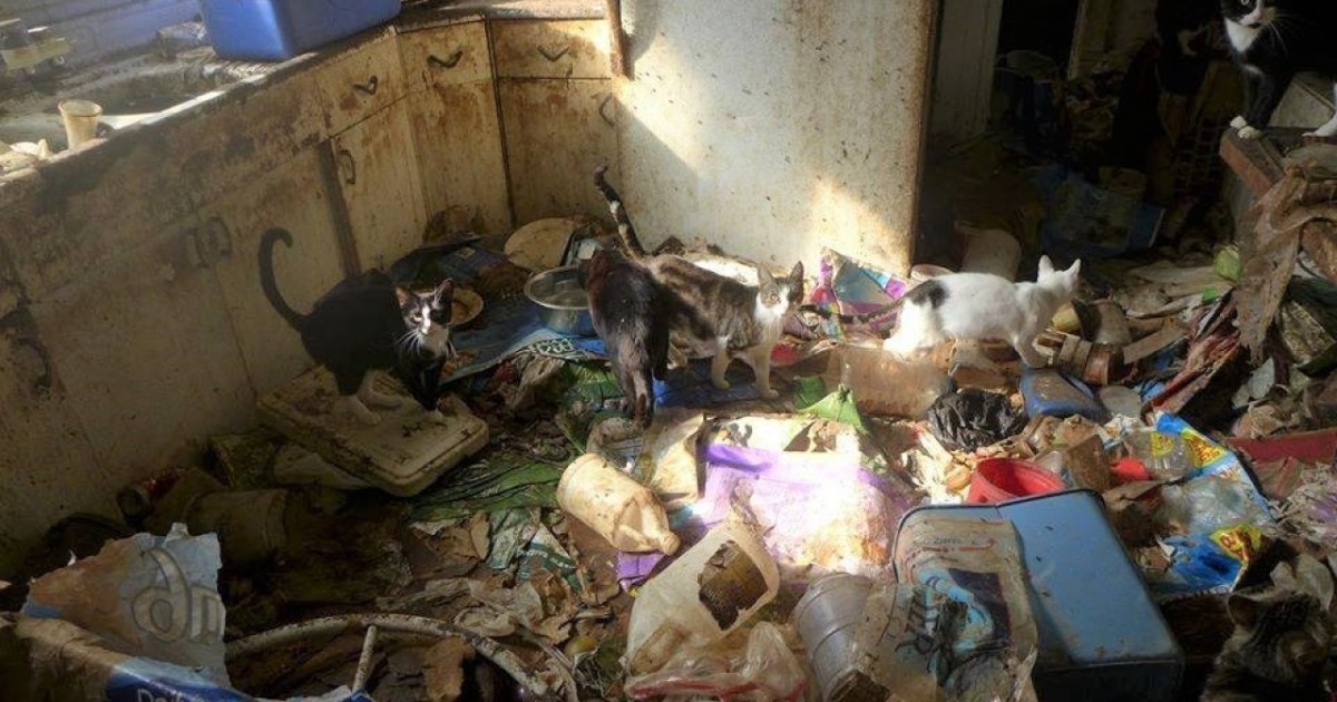 Қоқыстың ортасындағы әйел үйіне 25 ауру мысықты әкеліп баққан (ВИДЕО)