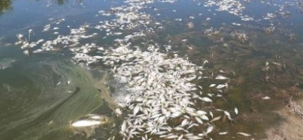 Каспий жағалауында мыңдаған балық өлексесі жиналып қалған