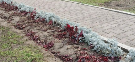 Gakku дауысы концертінің көрермені 94 мыңға жуық гүлді таптап кетті