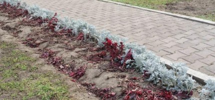 Gakku дауысы: Көрермендер 94 мыңға жуық гүлді таптап кеткен