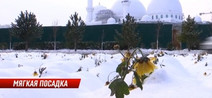 Жазға дайындық: Қыста 17 млн теңгеге гүл отырғызған Шымкент сынға қалды