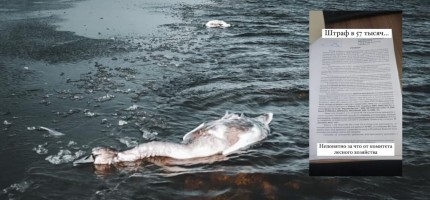 Қаракөлде қырылған аққуларды видеоға түсірген блогерге айыппұл салынды