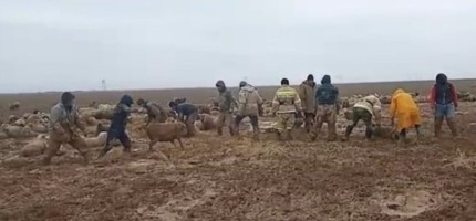 Алматы облысында 2 мың бас қой лайға батып қалған