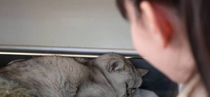 Зілзаладан 49 күннен кейін қираған үйлердің астынан тірі мысық табылды