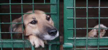 Алматы маңынан сойылған иттер табылды