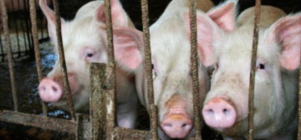 Өскемен іргесіндегі Лесхоз тұрғындары шошқа фермасына қарсылық білдірді