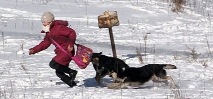 Семейде 8 жасар қызды бұралқы иттер талаған