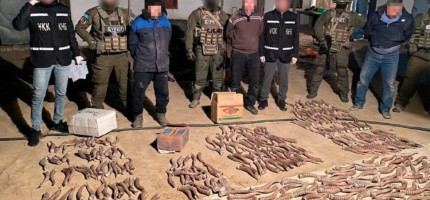 Қызылорда облысының тұрғыны 100 кг ақбөкен мүйізін сатпақшы болған