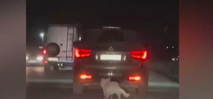 Алматыда көлікке ит байлап жүргізген қылмыскерге іс қозғалды