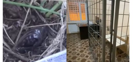 Полицейлер Рудныйда синтетикалық есірткінің үлкен партиясын тәркіледі (ВИДЕО)