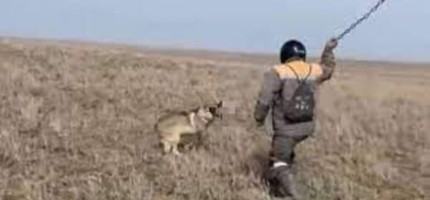 Қасқырды шынжырмен ұрып өлтірген азаматтың үстінен қылмыстық іс қозғалды