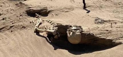 Қызылорда облысында жел салдарынан құм көшіп, арасынан адам денесі табылған