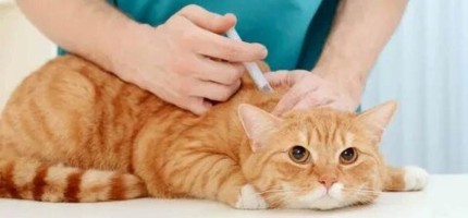 Алматы облысындағы мал дәрігерлері екі ай бойы жалақы алмаған