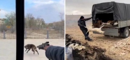 Желіде иттерді аяусыз атқан ер адамның видеосы тарады