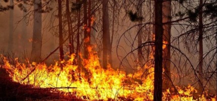 Ресей аумағын шарпыған Павлодардағы орман өртіне кінәлі адам табылды