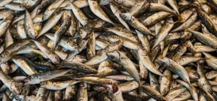 Бұқтырма су қоймасына 19 млн балық жіберілді
