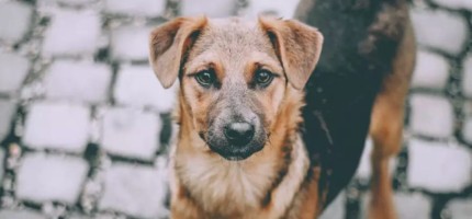 Министр қаңғыбас иттерге қаржы бөлмейтін әкімдіктерді сынға алды