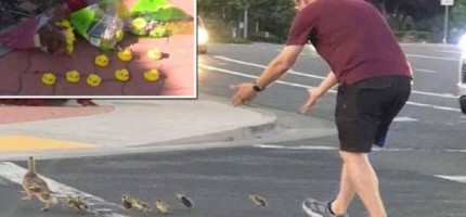 Жолдан балапандарды өткізбек болған адамды көлік қағып өлтірді