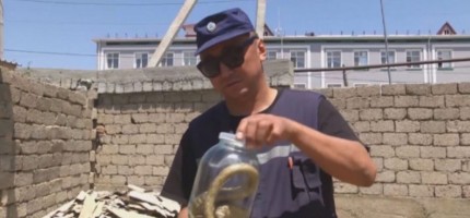 Шымкентте жыландар үйлерге шабуылдап жатыр