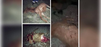 СҚО-да жеті жылқы пойыз астында қалып қойды