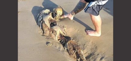 Австралиядағы жағажайлардың бірінен су перісінің қаңқасы табылды