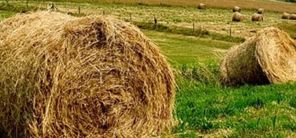 Қай өңірлерге қысқы мал азығына қосымша субсидия беріледі