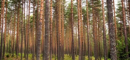 «Семей орманынан» жүк көлігін толтыра ағаш тиеп алғандар ұсталды