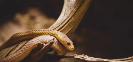 Түс жору: түсіңізде жылан көрсеңіз не болады?