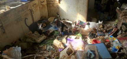 Қоқыстың ортасындағы әйел үйіне 25 ауру мысықты әкеліп баққан (ВИДЕО)