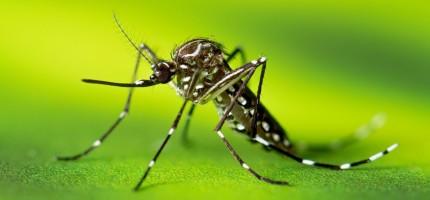 Ауру таратуға ең бейім маса белгілі болды