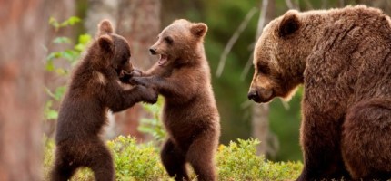 Жабайы табиғат неге бізден бұрын қартая бастады? – зерттеу