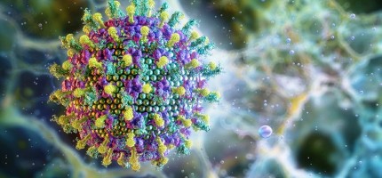 Әлемді дүрліктіріп жатқан нипах вирусы туралы не белгілі?