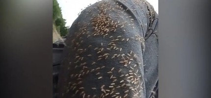 Павлодар облысындағы ауылды маса басып кетті: тұрғындар үйден шыға алмай отыр