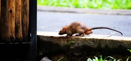 Алматы қаласының белгілі демалыс аумағында егеуқұйрықтар жұртты шошытты