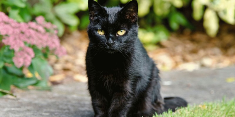 Қатты ауызша секс