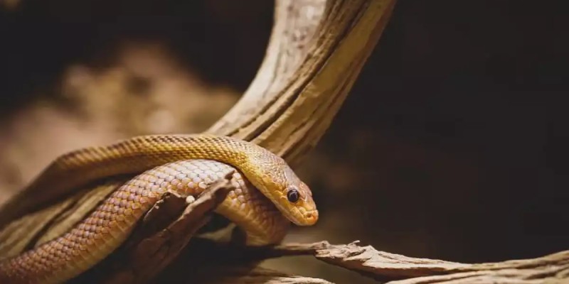 кездесті өнер әдемі модель киска қырынған жалаңаш Тина Десае жалаңаш