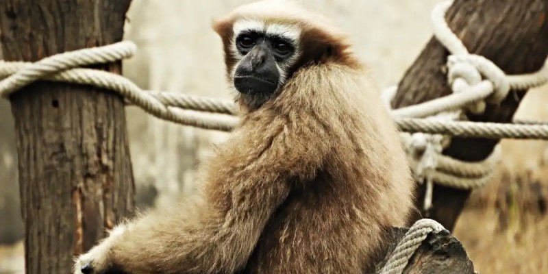 Ересектерге арналған секс бейнелері