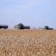 2025 жылы агроөнеркәсіп кешеніне бөлінген қолдау көлемі 1,1 трлн теңгеге жетті