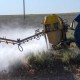 Қазақстанда шегірткеге қарсы қорғаныс жұмыстары аяқталды