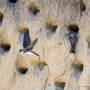 Қарлығаш ұясын бұза алмаған Асқар өз еркімен жұмыстан шықты (ВИДЕО)