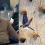 Белгілі журналист қарлығаш ұясын бұзбаған Асқарды жұмысқа алатынын айтты