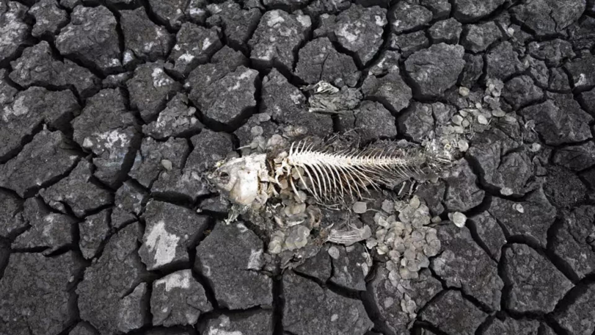 Еуропаны соңғы 500 жылда болмаған құрғақшылық күтіп тұр – ғалымдар