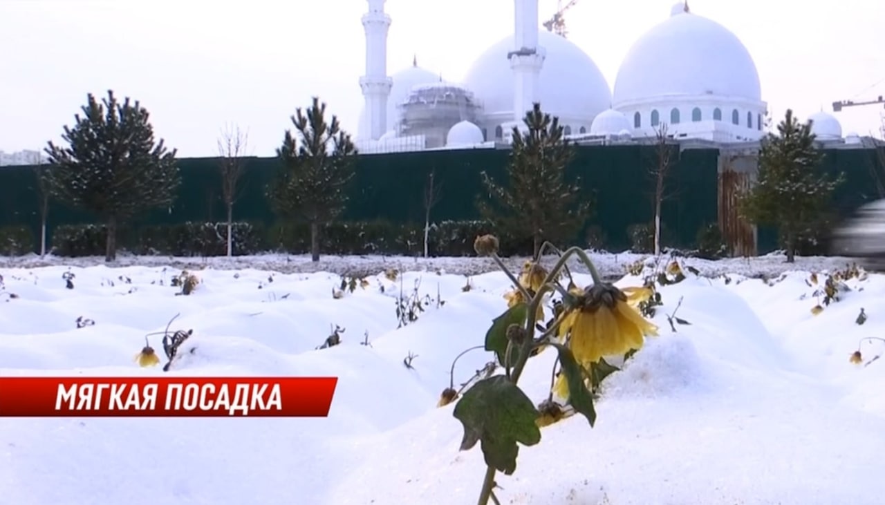 Жазға дайындық: Қыста 17 млн теңгеге гүл отырғызған Шымкент сынға қалды